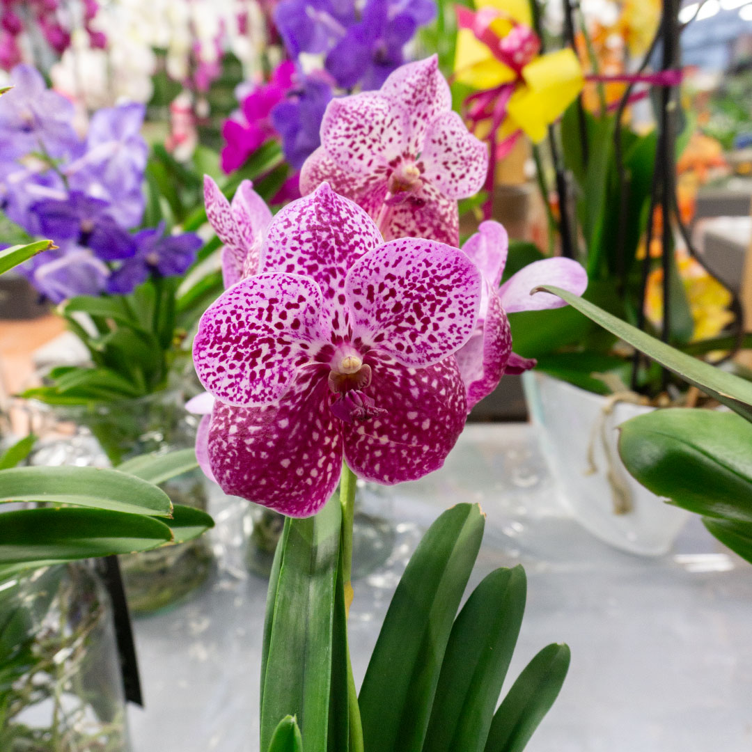 orchidea vanda porpora